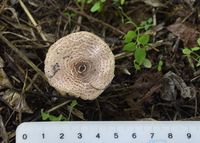 Lepiota brunneoincarnata - Fleischbr&auml;unlicher Schirmling - Siegendorf, Bgld - 03092021 - (2) - &copy; M.u. B.Sabor (CC BY-NC-SA 4.0)