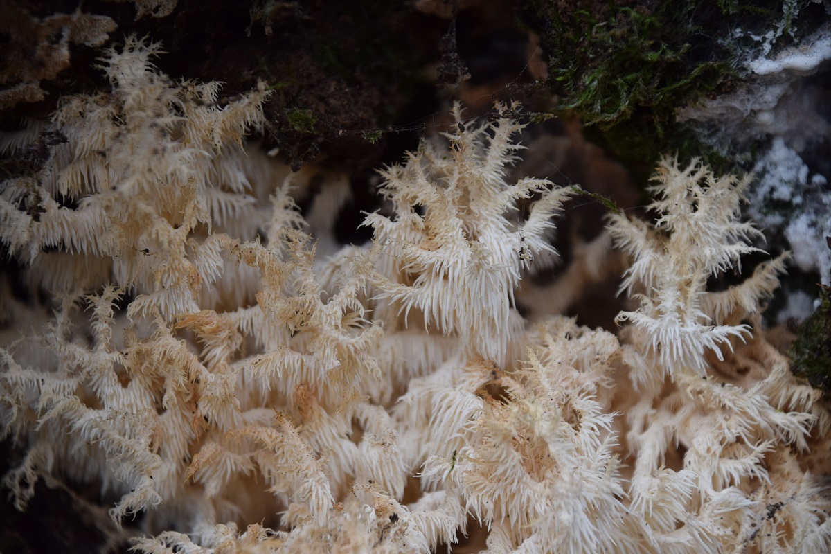 Hericium coralloides - &Auml;stiger Stachelbart - Kaltenleutgeben, N&Ouml; - 29112020 - &copy; M.u. B.Sabor (CC BY-NC-SA 4.0)