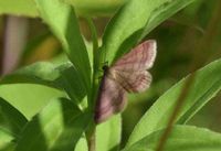 Scopula rubiginata - Violettroter Kleinspanner - Gablitz, N&Ouml; - 01082020 - &copy; M.u. B.Sabor (CC BY-NC-SA 4.0)