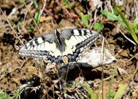Papilio machaon - Schwalbenschwanz - Gmd. Wienerwald - 02092020 - &copy; M.u. B.Sabor (CC BY-NC-SA 4.0)
