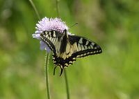 Papilio machaon - Schwalbenschwanz - Kaltenleutgeben - 02062019 - &copy; M.u. B.Sabor (CC BY-NC-SA 4.0)