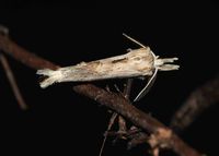 Pterostoma palpina - Palpen-Zahnspinner - Mauerbach, N&Ouml; - 21072023 - (2) - &copy; M.u. B.Sabor (CC BY-NC-SA 4.0)