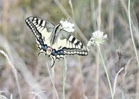 Papilio machaon - Schwalbenschwanz - Prellenkirchen, N&Ouml; - 12082022 - &copy; M.u. B.Sabor (CC BY-NC-SA 4.0)