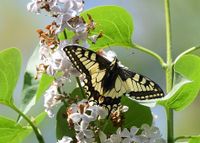 Papilio machaon - Schwalbenschwanz - Breitenfurt - Garten-09052020 - &copy; M.u. B.Sabor (CC BY-NC-SA 4.0)