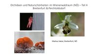 Orchideen und Natursch&ouml;nheiten in Breitenfurt und Perchtoldsdorf