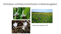 Orchideen und Natursch&ouml;nheiten in Kaltenleutgeben