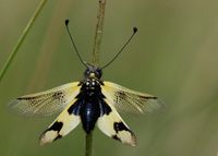 Libelloides macaronius - &ouml;stlicher Schmetterlingshaft - G&ouml;tzendorf a.d. L, N&Ouml; - 24062018 - (3) - &copy; M.u. B.Sabor (CC BY-NC-SA 4.0)