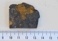 Waideggerh&ouml;he, Knt - (7) - Pseudophillipsia sp. - Trilobit - Ausf&uuml;llung - &copy; M.u. B.Sabor (CC BY-NC-SA 4.0)