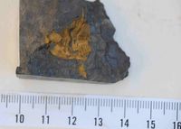 Waideggerh&ouml;he, Knt - (8) - Pseudophillipsia sp. - Trilobit - Abdruck - &copy; M.u. B.Sabor (CC BY-NC-SA 4.0)