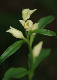 Cephalantera damasonium - Breitblatt-Waldv&ouml;gelein - Sankt Aegyd a.N., N&Ouml; - 07062014 - &copy; M.u. B.Sabor (CC BY-NC-SA 4.0)