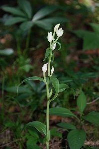 Cephalantera damasonium - Breitblatt-Waldv&ouml;gelein - T&uuml;rnitz, N&Ouml; - 18062012 - &copy; M.u. B.Sabor (CC BY-NC-SA 4.0)