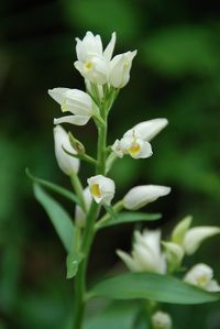 Cephalantera damasonium - Breitblatt-Waldv&ouml;gelein - Holzleiten, N&Ouml; - 27052016 -(3) - &copy; M.u. B.Sabor (CC BY-NC-SA 4.0)