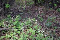 Cephalantera damasonium - Breitblatt-Waldv&ouml;gelein - Stot..., Burgenland - 01062019 - &copy; M.u. B.Sabor (CC BY-NC-SA 4.0)