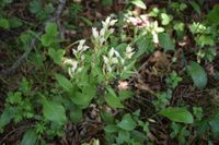 Cephalantera damasonium - Breitblatt-Waldv&ouml;gelein - Stot..., Burgenland - 01062019-(123) - &copy; M.u. B.Sabor (CC BY-NC-SA 4.0)