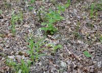 Cephalantera longifolia - Schmalblatt-Waldv&ouml;gelein - Breitenfurt, N&Ouml; - 03052020-(1) - &copy; M.u. B.Sabor (CC BY-NC-SA 4.0)
