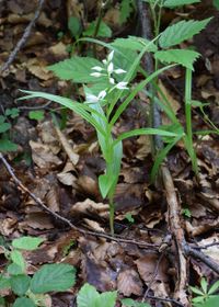Cephalantera longifolia - Schmalblatt-Waldv&ouml;gelein - Klausen-Leopoldsorf, N&Ouml; - 31052019 - &copy; M.u. B.Sabor (CC BY-NC-SA 4.0)