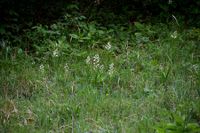 Cephalantera longifolia - Schmalblatt-Waldv&ouml;gelein - Breitenstein. N&Ouml; - 06062020-(16) - &copy; M.u. B.Sabor (CC BY-NC-SA 4.0)
