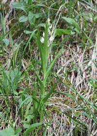 Cephalantera longifolia - Schmalblatt-Waldv&ouml;gelein - Neuhaus, N&Ouml; - 21062021 - (4) - &copy; M.u. B.Sabor (CC BY-NC-SA 4.0)