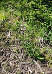 Cephalantera rubra - Purpur-Waldv&ouml;gelein - Rohr im Gebirge, N&Ouml; - 26062018-(3) - &copy; M.u. B.Sabor (CC BY-NC-SA 4.0)