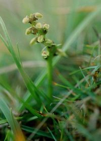 Chamorchis alpina - Zwergst&auml;ndel - Hochobir, K&auml;rnten - 07091999 - (4) - &copy; M.u. B.Sabor (CC BY-NC-SA 4.0)