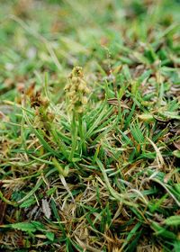 Chamorchis alpina - Zwergst&auml;ndel - Hochobir, K&auml;rnten - 07091999 - (5) - &copy; M.u. B.Sabor (CC BY-NC-SA 4.0)