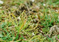Chamorchis alpina - Zwergst&auml;ndel - Hochobir, K&auml;rnten - 07091999 - (6) - &copy; M.u. B.Sabor (CC BY-NC-SA 4.0)