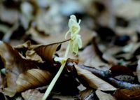 Epipogium aphyllum - Widerbart - Kleinobir, K&auml;rnten - 30071994-(2) - &copy; M.u. B.Sabor (CC BY-NC-SA 4.0)