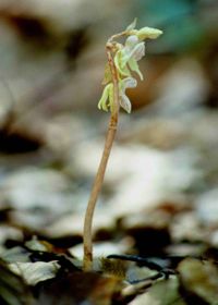 Epipogium aphyllum - Widerbart - Kleinobir, K&auml;rnten - 30071994-(3) - &copy; M.u. B.Sabor (CC BY-NC-SA 4.0)