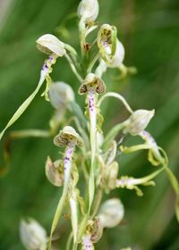 Himantoglossum adriaticum - Adria-Riemenzunge - Stot..., Burgenland - 26062020-(67) - &copy; M.u. B.Sabor (CC BY-NC-SA 4.0)