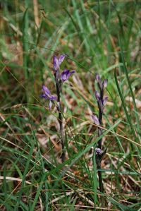 Limodorum abortivum - Violett-Dingel - Bad Fischau, N&ouml; - 05062017 - (3) - &copy; M.u. B.Sabor (CC BY-NC-SA 4.0)