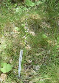 Ophrys apifera - Bienen-Ragwurz - Gablitz, N&Ouml; - 27062020 - 2 - &copy; M.u. B.Sabor (CC BY-NC-SA 4.0)