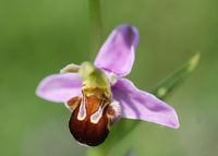 Ophrys apifera - Bienen-Ragwurz - Perchtoldsdorf, N&Ouml; - 05062016 - 1 - &copy; M.u. B.Sabor (CC BY-NC-SA 4.0)