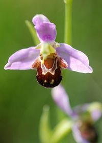 Ophrys apifera - Bienen-Ragwurz - Perchtoldsdorf, N&Ouml; - 05062016 - 3 - &copy; M.u. B.Sabor (CC BY-NC-SA 4.0)