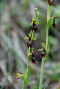 Ophrys insectifera - Fliegen-Ragwurz - Lilienfeld, N&Ouml; - 12052018 - &copy; M.u. B.Sabor (CC BY-NC-SA 4.0)