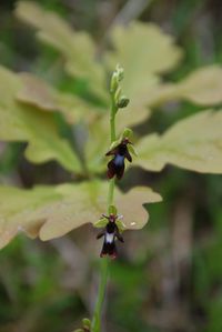 Ophrys insectifera - Fliegen-Ragwurz - Lilienfeld, N&Ouml; - 12052018 - 1 - &copy; M.u. B.Sabor (CC BY-NC-SA 4.0)