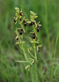 Ophrys insectifera - Fliegen-Ragwurz - Lindabrunn - 10052018 - 1 - &copy; M.u. B.Sabor (CC BY-NC-SA 4.0)