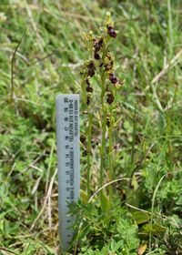 Ophrys insectifera - Fliegen-Ragwurz - Stot..., Burgenland - 01062019 - 1 - &copy; M.u. B.Sabor (CC BY-NC-SA 4.0)