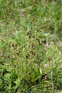 Ophrys insectifera - Fliegen-Ragwurz - Stot..., Burgenland - 01062019 - 2 - &copy; M.u. B.Sabor (CC BY-NC-SA 4.0)