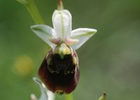 Ophrys holoserica - Hummel-Ragwurz - Perchtoldsdorf, N&Ouml; - 05062016 - &copy; M.u. B.Sabor (CC BY-NC-SA 4.0)