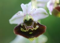 Ophrys holoserica - Hummel-Ragwurz - Perchtoldsdorf, N&Ouml; - 05062016 - 4 - &copy; M.u. B.Sabor (CC BY-NC-SA 4.0)