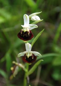 Ophrys holoserica - Hummel-Ragwurz - Pfaffst&auml;tten, N&Ouml; - 25052017 - &copy; M.u. B.Sabor (CC BY-NC-SA 4.0)