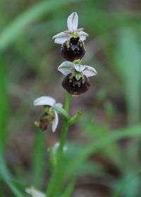 Ophrys holoserica - Hummel-Ragwurz - Wien 23 - 25072017 - &copy; M.u. B.Sabor (CC BY-NC-SA 4.0)