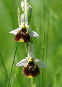 Ophrys holoserica - Hummelragwurz - Lilienfeld, N&Ouml; - 16052015 - &copy; M.u. B.Sabor (CC BY-NC-SA 4.0)