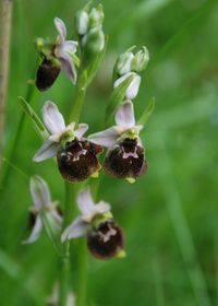 Ophrys holoserica - Hummelragwurz - Lilienfeld, N&Ouml; - 20052017 - 3 - &copy; M.u. B.Sabor (CC BY-NC-SA 4.0)