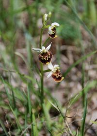 Ophrys holoserica - Hummel-Ragwurz - Greifenstein, N&Ouml; - 06052018 - 1 - &copy; M.u. B.Sabor (CC BY-NC-SA 4.0)