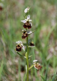 Ophrys holoserica - Hummel-Ragwurz - Greifenstein, N&Ouml; - 06052018 - 2 - &copy; M.u. B.Sabor (CC BY-NC-SA 4.0)