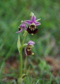 Ophrys holoserica - Hummel-Ragwurz - Lindabrunn, N&Ouml; - 10052018 - &copy; M.u. B.Sabor (CC BY-NC-SA 4.0)
