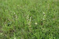 Ophrys holoserica - Hummel-Ragwurz - Stot..., Bgld - 01062019 - &copy; M.u. B.Sabor (CC BY-NC-SA 4.0)