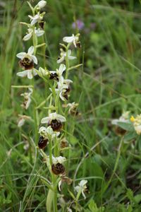 Ophrys holoserica - Hummel-Ragwurz - Stot..., Bgld - 01062019 - 1 - &copy; M.u. B.Sabor (CC BY-NC-SA 4.0)