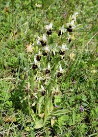 Ophrys holoserica - Hummel-Ragwurz - Stot..., Bgld - 01062019 - 11 - &copy; M.u. B.Sabor (CC BY-NC-SA 4.0)